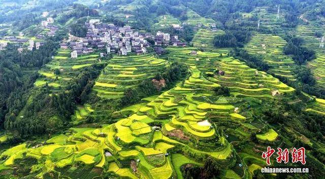 金秋<strong></p>
<p>美原油现货</strong>，广西的梯田一点不输！