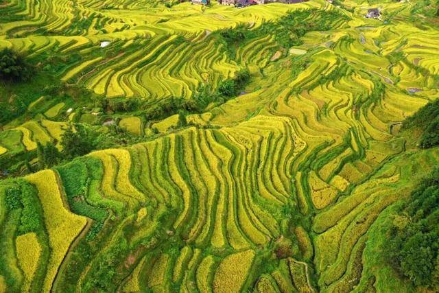 金秋<strong></p>
<p>美原油现货</strong>，广西的梯田一点不输！