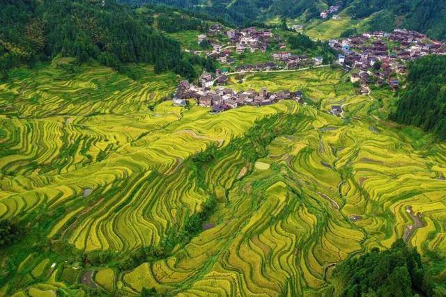 金秋<strong></p>
<p>美原油现货</strong>，广西的梯田一点不输！