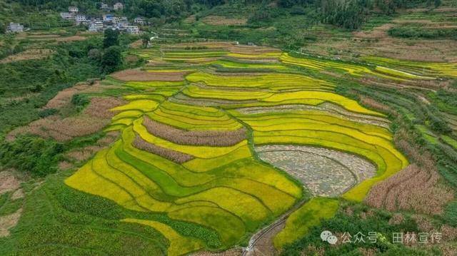 金秋<strong></p>
<p>美原油现货</strong>，广西的梯田一点不输！