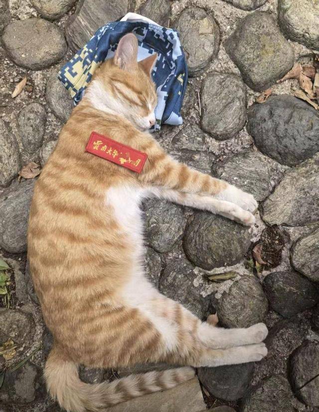 《红舞鞋》剧组在高校拍摄时撞死流浪猫<strong></p>
<p>现货美原油</strong>,剧组凌晨致歉:涉事司机引咎辞职,将以小猫名字成立基金