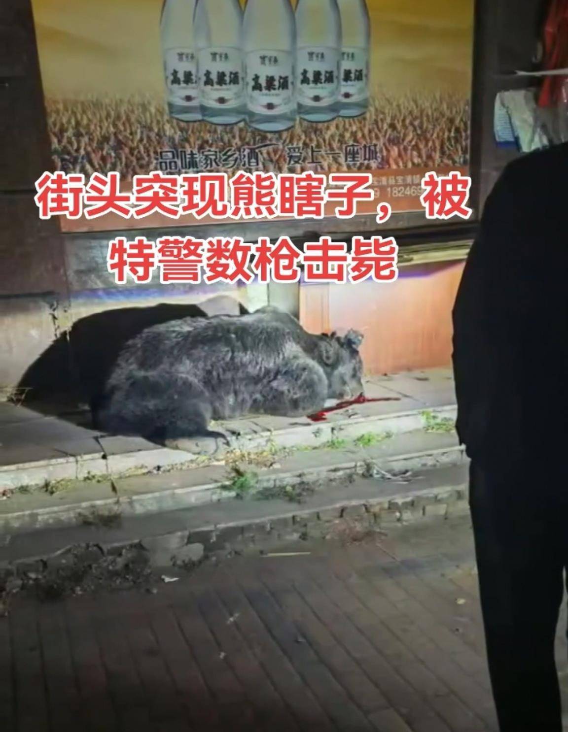 大黑熊夜里独闯黑龙江一县城闹市区<strong></p>
<p>现货美原油</strong>,警方连开10多枪击毙,回应为何没用麻醉枪