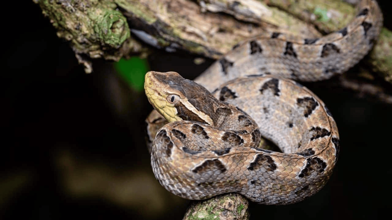 泰国女子在ATM机取钱<strong></p>
<p>布伦原油</strong>，取款口突然窜出一条蛇
