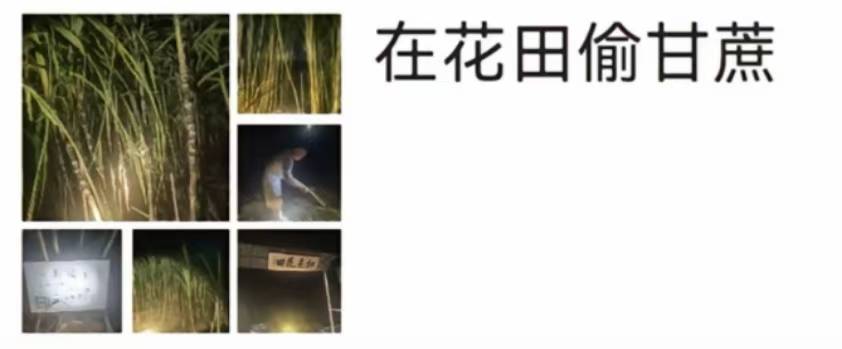 浙江一“可偷甘蔗地”成打卡点<strong></p>
<p>布伦原油</strong>,上百网友深夜体验,80后“地主”:已收偷款6千元