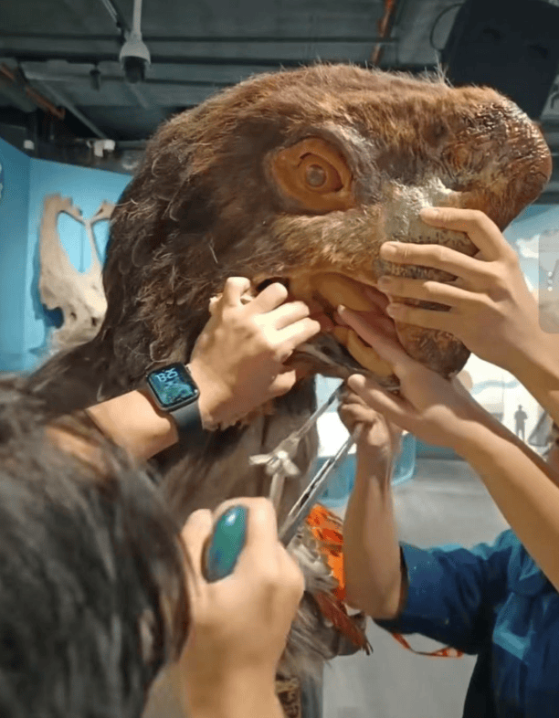 被卡住了<strong></p>
<p>原油与股票</strong>!广州一游客把手伸进恐龙模型嘴中