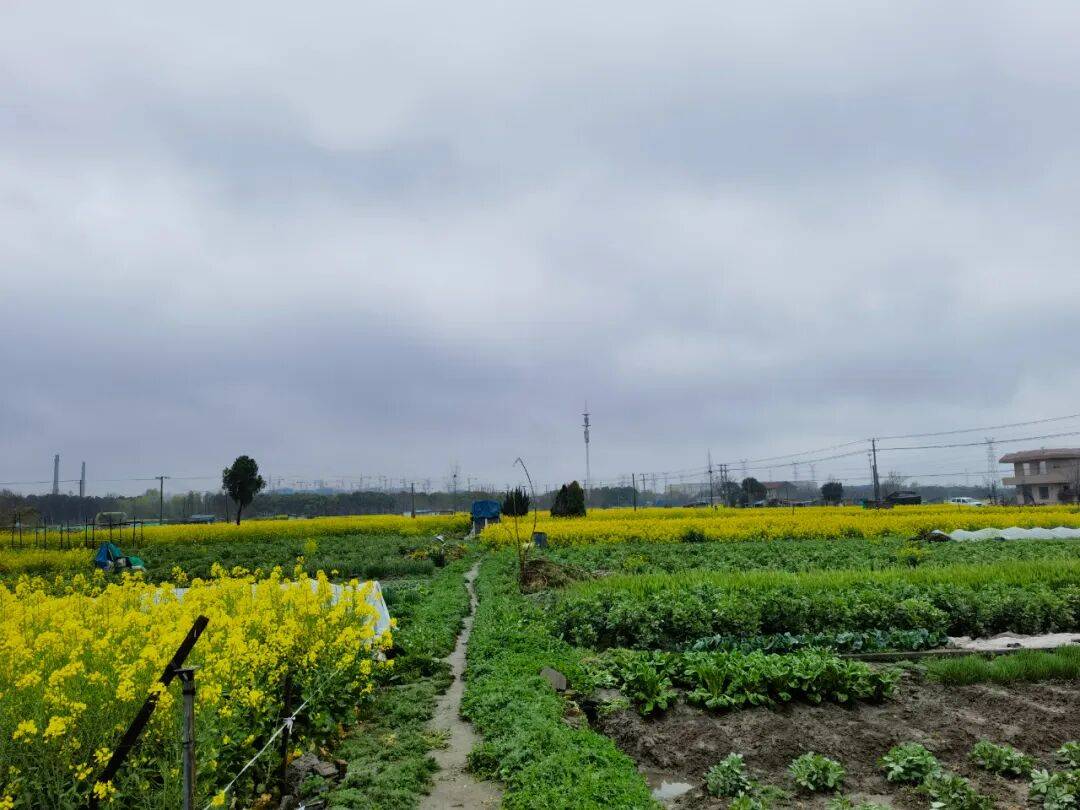 桌子与钉耙 | 倪志量