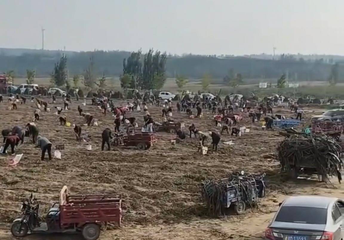 数百人冲进地里捡红薯<strong></p>
<p>国际原油分析</strong>,田主称是秋收剩下的,网友:免费翻地,利人利己