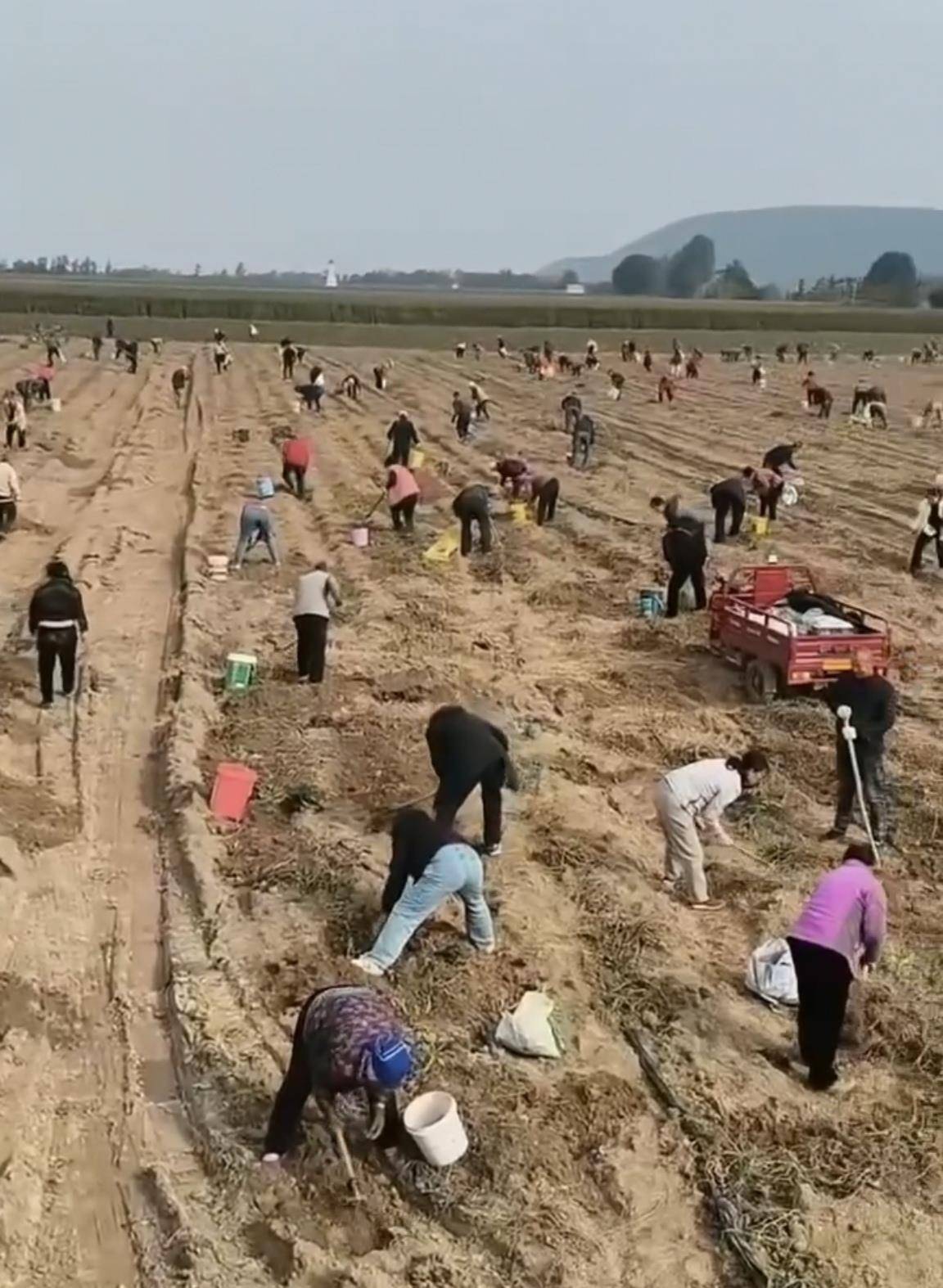 数百人冲进地里捡红薯<strong></p>
<p>国际原油分析</strong>,田主称是秋收剩下的,网友:免费翻地,利人利己