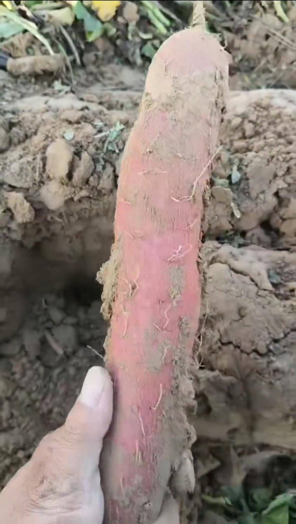 数百人冲进地里捡红薯<strong></p>
<p>国际原油分析</strong>,田主称是秋收剩下的,网友:免费翻地,利人利己