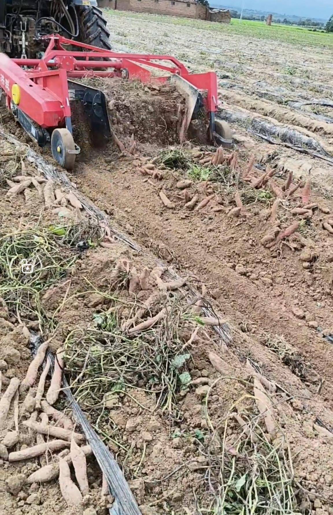 数百人冲进地里捡红薯<strong></p>
<p>国际原油分析</strong>,田主称是秋收剩下的,网友:免费翻地,利人利己