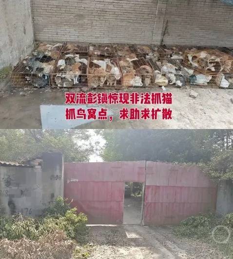 “成都一空置房非法囤猫”?官方通报:共发现被困小猫102只<strong></p>
<p>国际原油分析</strong>,未发现虐猫行为