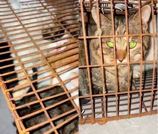 “成都一空置房非法囤猫”?官方通报:共发现被困小猫102只<strong></p>
<p>国际原油分析</strong>,未发现虐猫行为