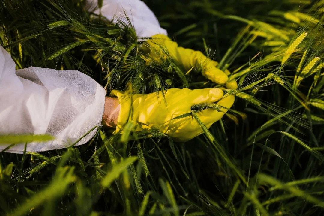 警惕<strong></p>
<p>上期所原油期货</strong>！田里有间谍