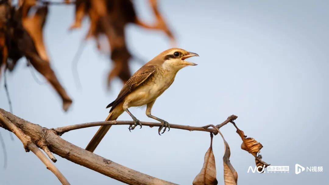 东莞最新发布：将严厉打击这些行为<strong></p>
<p>中信证券无券可融</strong>！