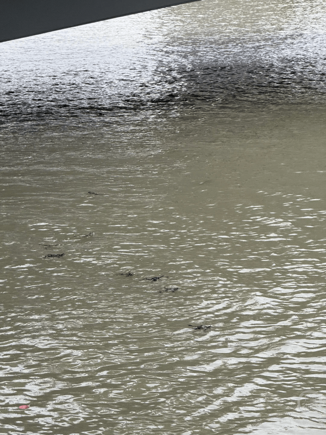 上海苏州河有人放生牛蛙?当地回应:严禁放生外来物种<strong></p>
<p>广发证券手机版just</strong>,市民可提供相关线索