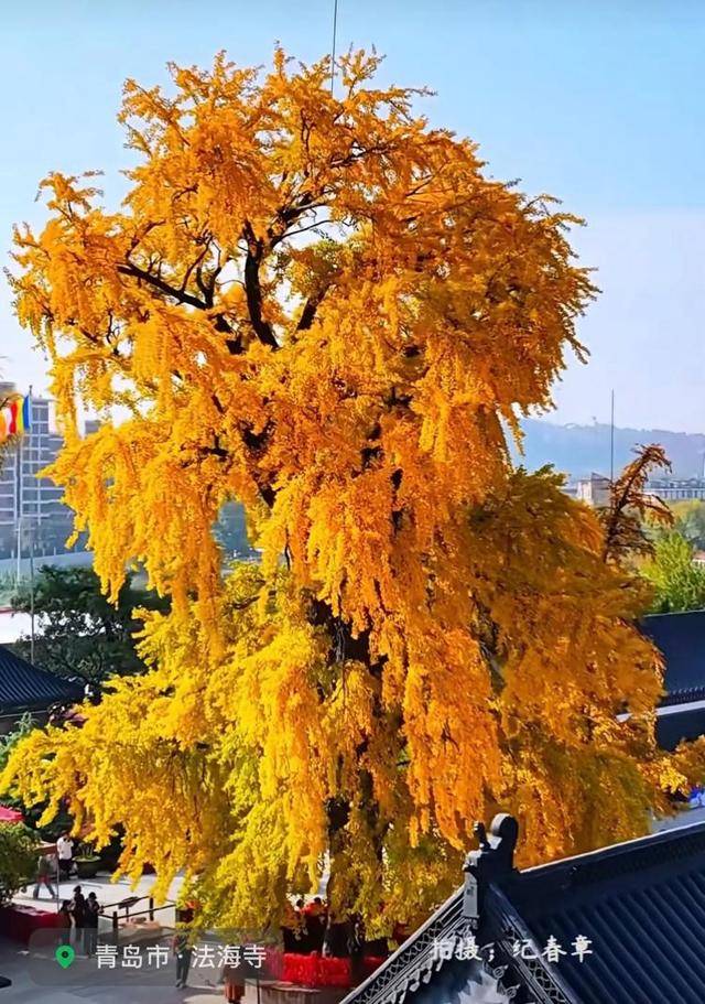 错过等一年!青岛1600岁“银杏王”满树金黄<strong></p>
<p>招商证券交易网</strong>,打卡的人“鼓”了