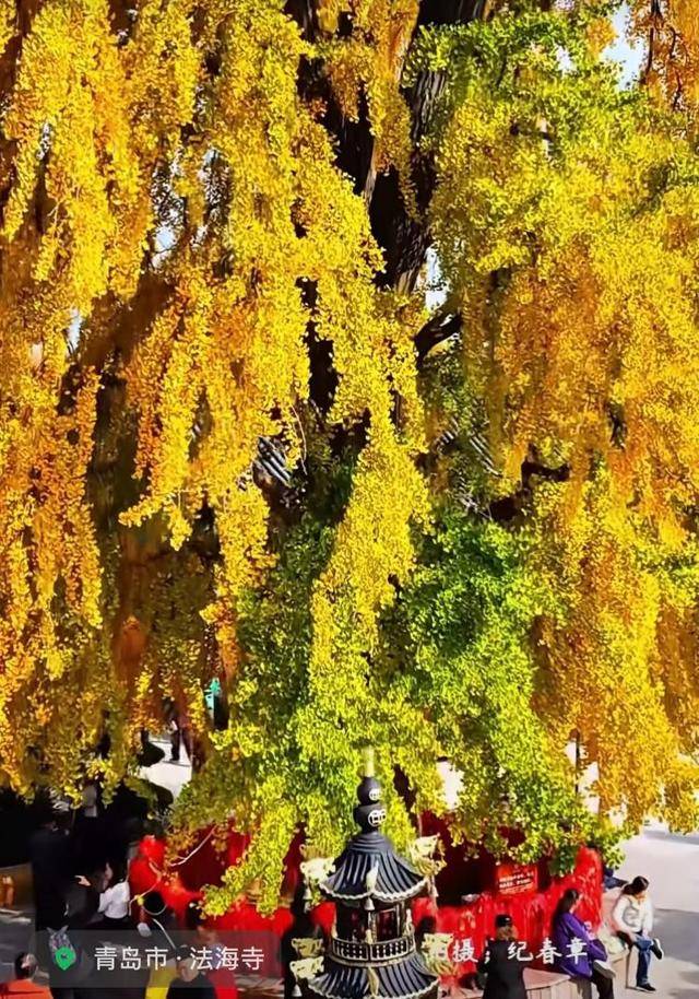 错过等一年!青岛1600岁“银杏王”满树金黄<strong></p>
<p>招商证券交易网</strong>,打卡的人“鼓”了