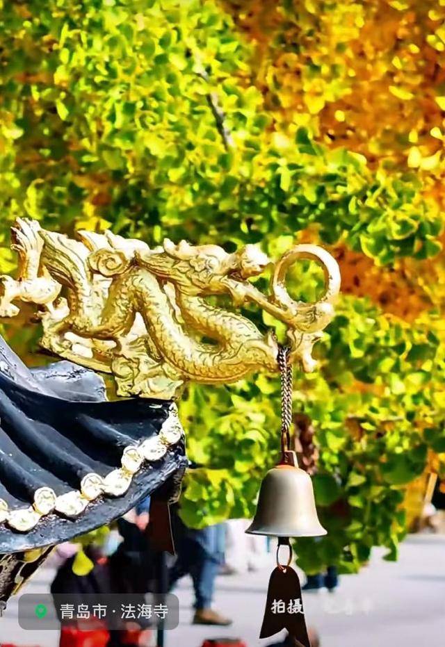 错过等一年!青岛1600岁“银杏王”满树金黄<strong></p>
<p>招商证券交易网</strong>,打卡的人“鼓”了