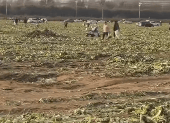 免费摘白菜视频热传，菜地承包者称“损失近100万元”，当地通报