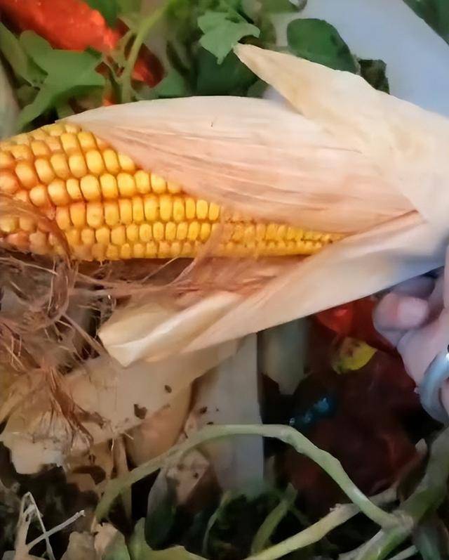 陕西一女子疑因拍亲姑姑偷玉米遭姑父棍杀<strong></p>
<p>盈透证券</strong>，邻居欲报警也遇害