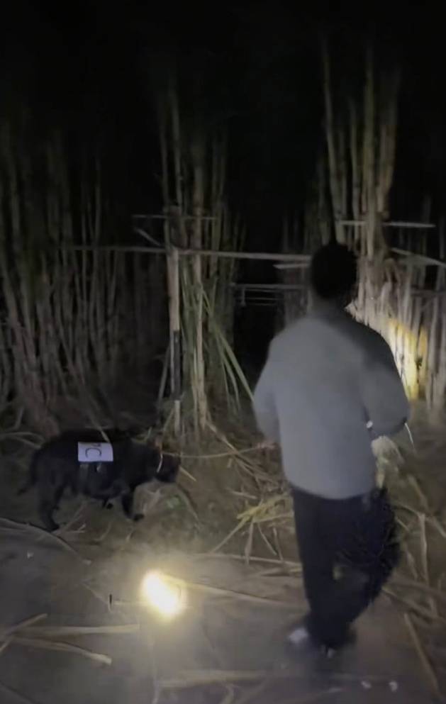 四川一甘蔗地推出“9.9元偷甘蔗”活动<strong></p>
<p>盈透证券</strong>,老板:人很多,打算增加npc