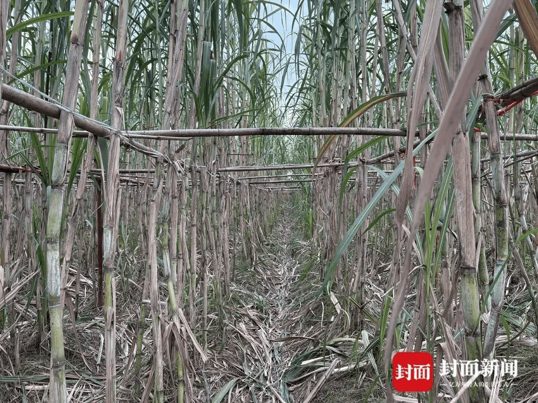 四川眉山“偷甘蔗农场”爆火！增设2.99元入场费后<strong></p>
<p>安全设备</strong>，地里仍来了上千游客，“偷甘蔗”被逮到的人要表演才艺，老板：日销售有时近万元