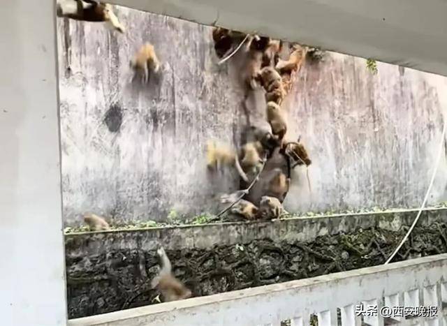 贵州一景区“下猴子雨”<strong></p>
<p>恒生电子证券事业部</strong>,园方:正常情况