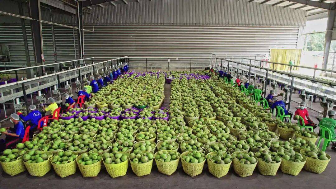 椰子水之外<strong></p>
<p>国元证券融资融券门槛</strong>,大公司争夺40亿元生椰市场