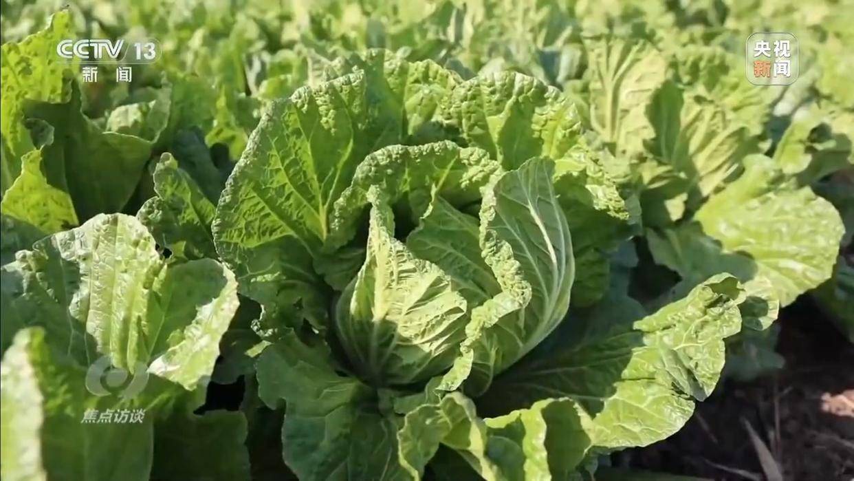 单棵售价超百元<strong></p>
<p>国元证券融资融券门槛</strong>,起底“套牌白菜”背后的销售套路