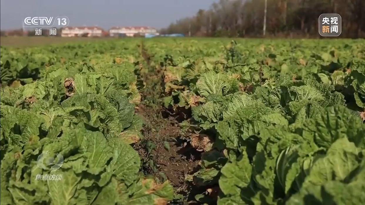 单棵售价超百元<strong></p>
<p>国元证券融资融券门槛</strong>,起底“套牌白菜”背后的销售套路