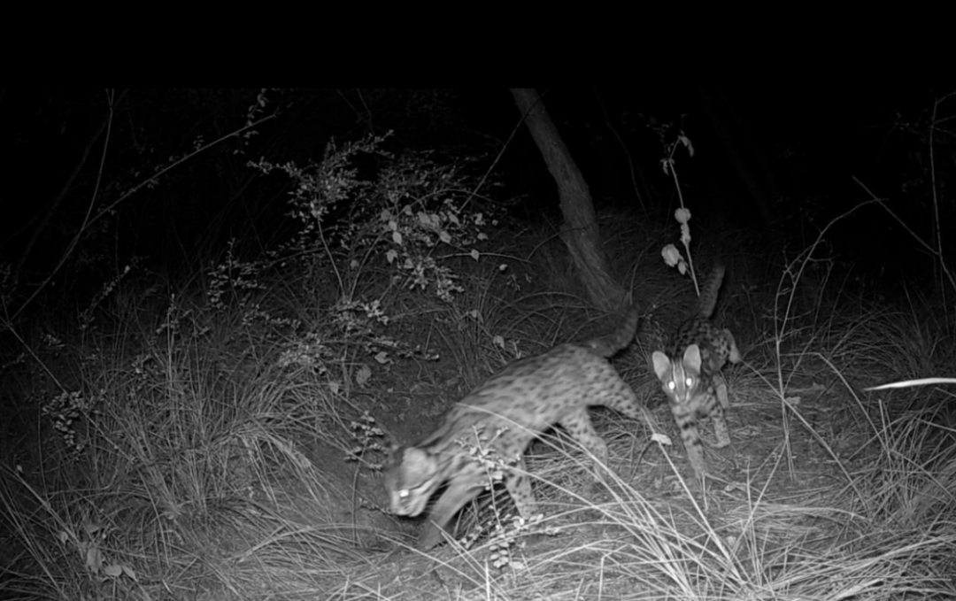 遂宁版“疯狂动物城”上线<strong></p>
<p>国元证券融资融券门槛</strong>!