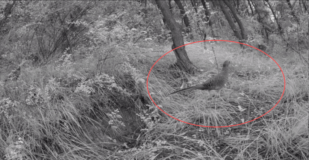 遂宁版“疯狂动物城”上线<strong></p>
<p>国元证券融资融券门槛</strong>!