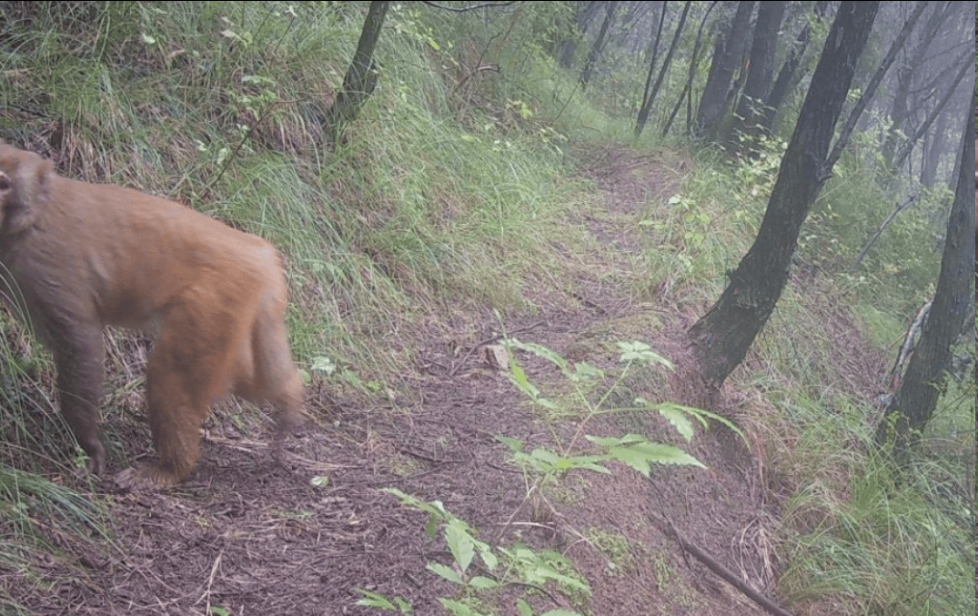 遂宁版“疯狂动物城”上线<strong></p>
<p>国元证券融资融券门槛</strong>!