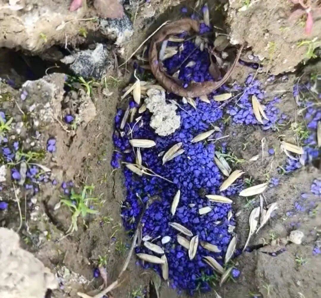 江西余干警方通报：3人疑似在鄱阳湖湿地毒害野生动物<strong></p>
<p>国元证券极速交易</strong>，已采取刑事强制措施