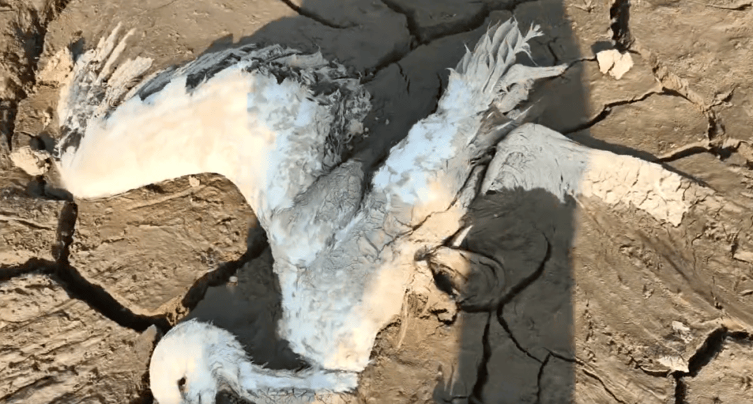 江西余干警方通报：3人疑似在鄱阳湖湿地毒害野生动物<strong></p>
<p>国元证券极速交易</strong>，已采取刑事强制措施